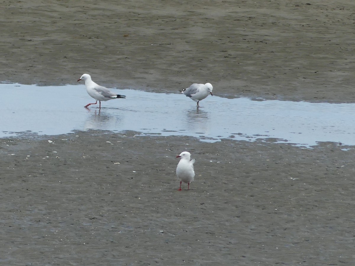 Silver Gull (Red-billed) - Yvonne van Netten