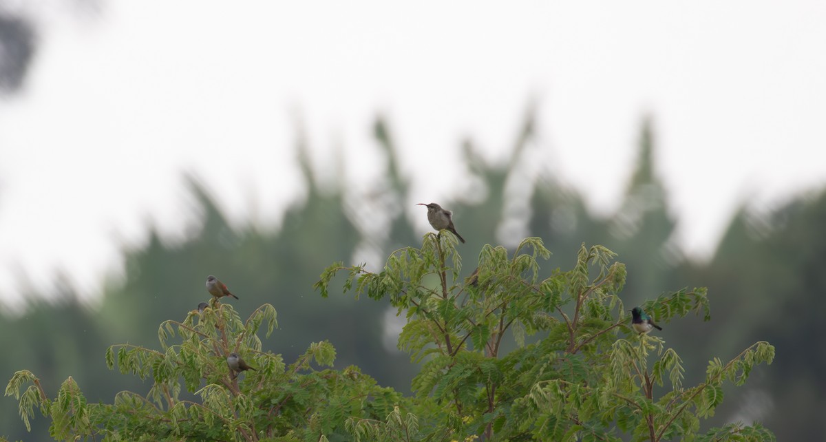 Yellow-bellied Waxbill - ML618070355