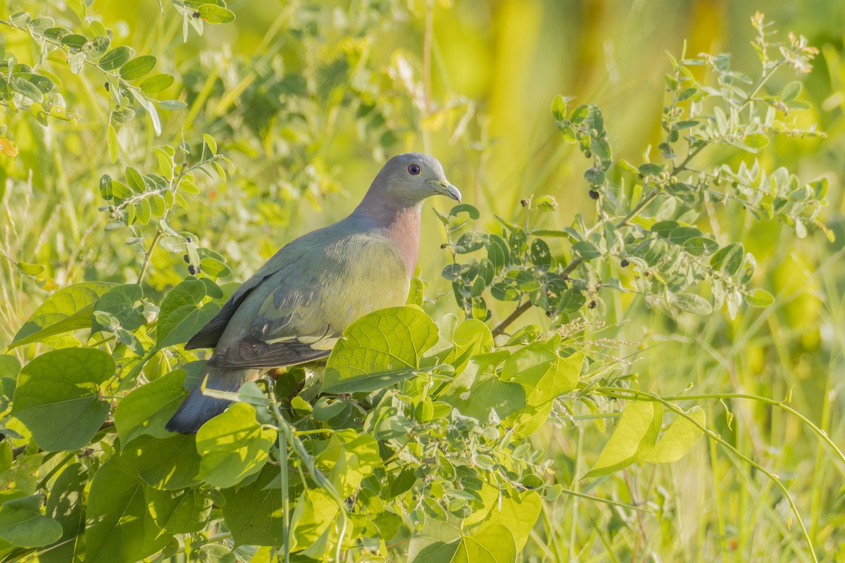 Pink-necked Green-Pigeon - ML618070362