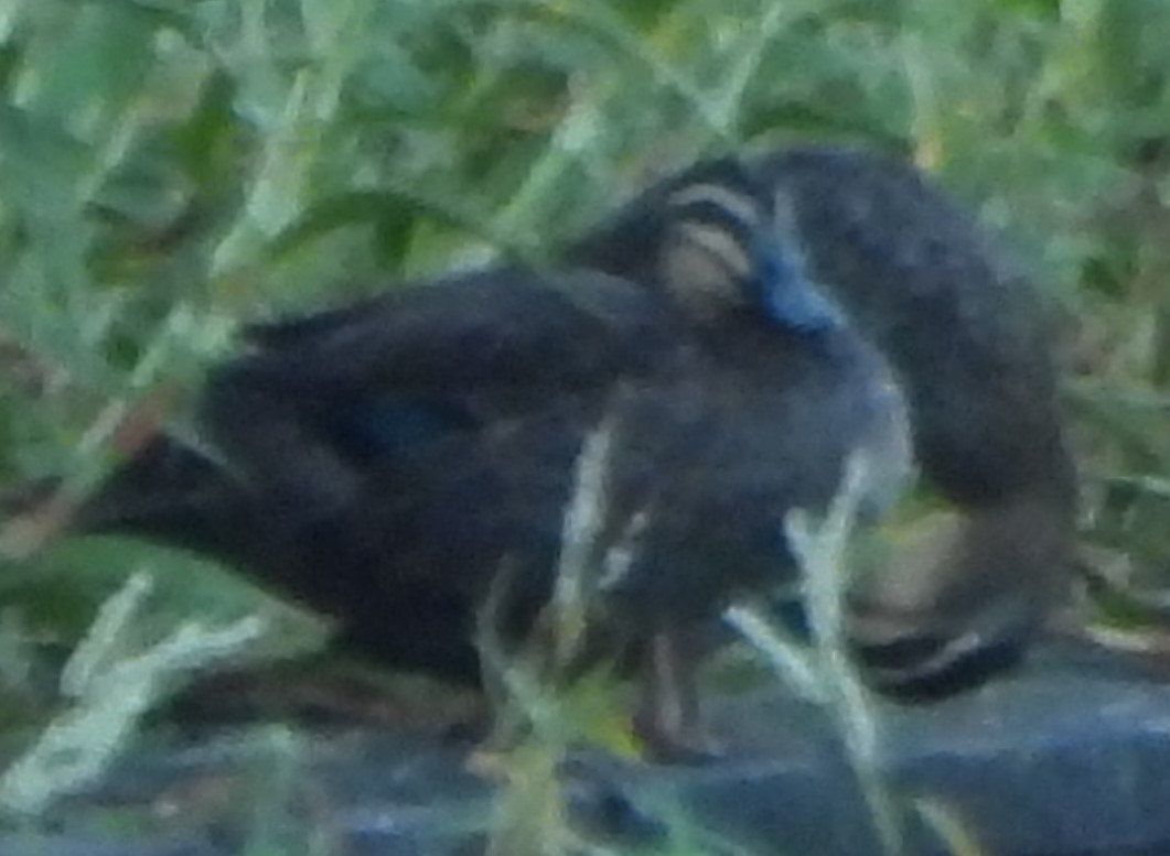 Pacific Black Duck - Suzanne Foley