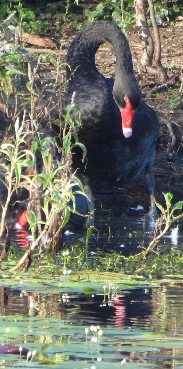 Black Swan - Suzanne Foley