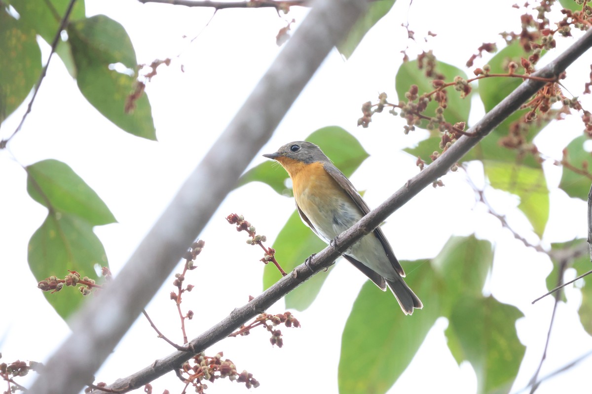 Mugimaki Flycatcher - Chai Thiam Lau