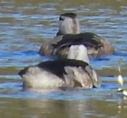 Cotton Pygmy-Goose - ML618070389