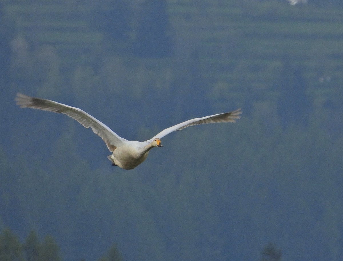 Whooper Swan - ML618070416