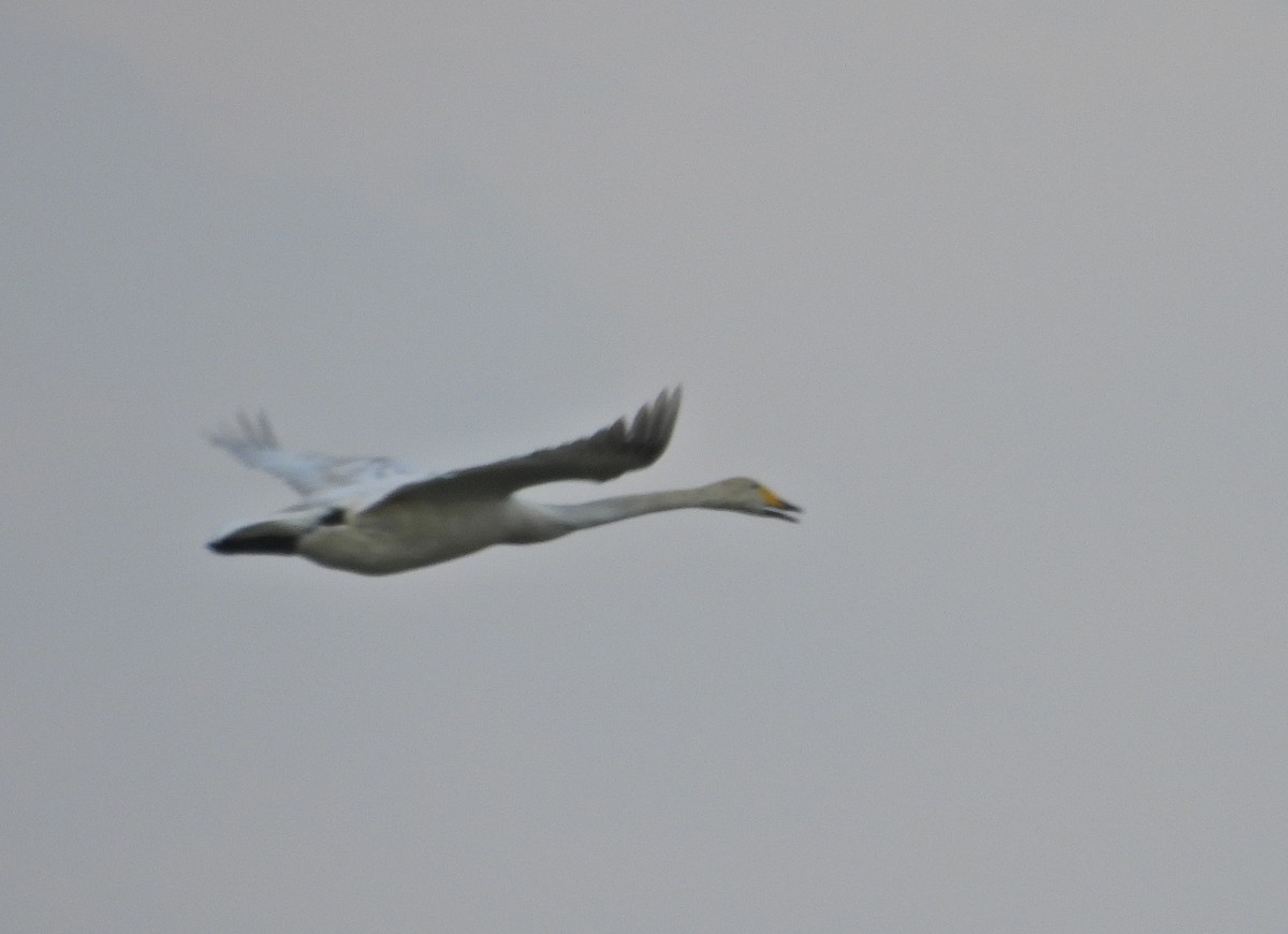 Whooper Swan - ML618070417