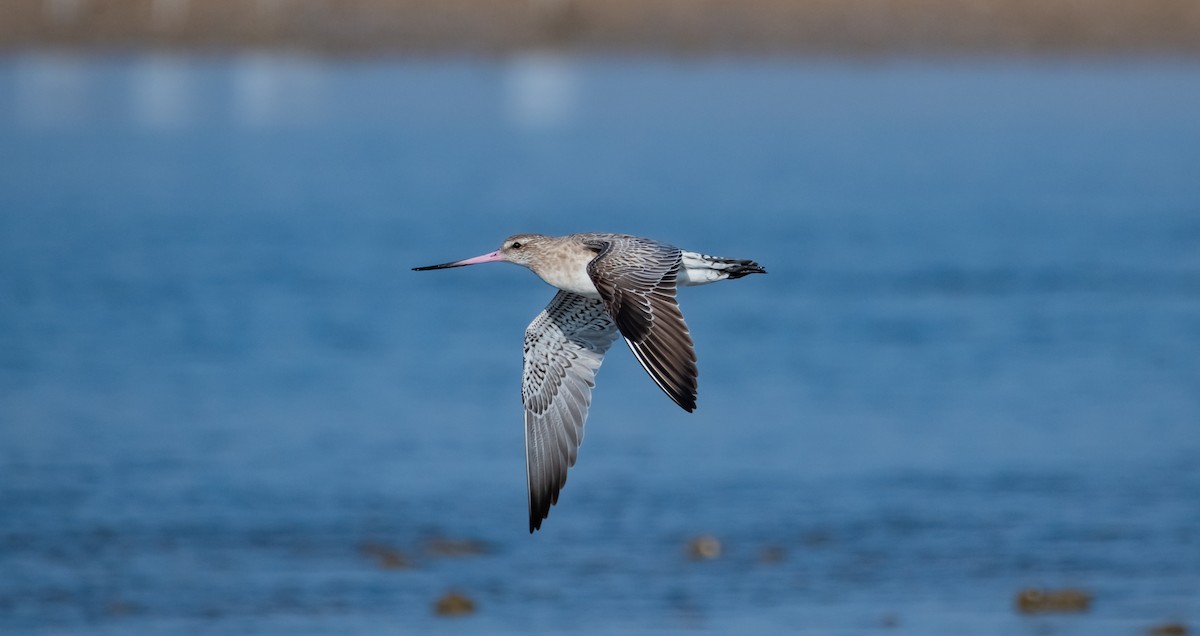 Bar-tailed Godwit - ML618070447