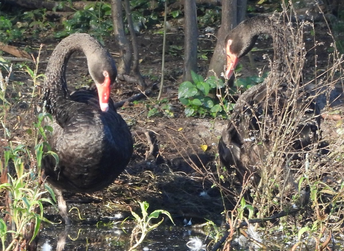 Black Swan - ML618070462