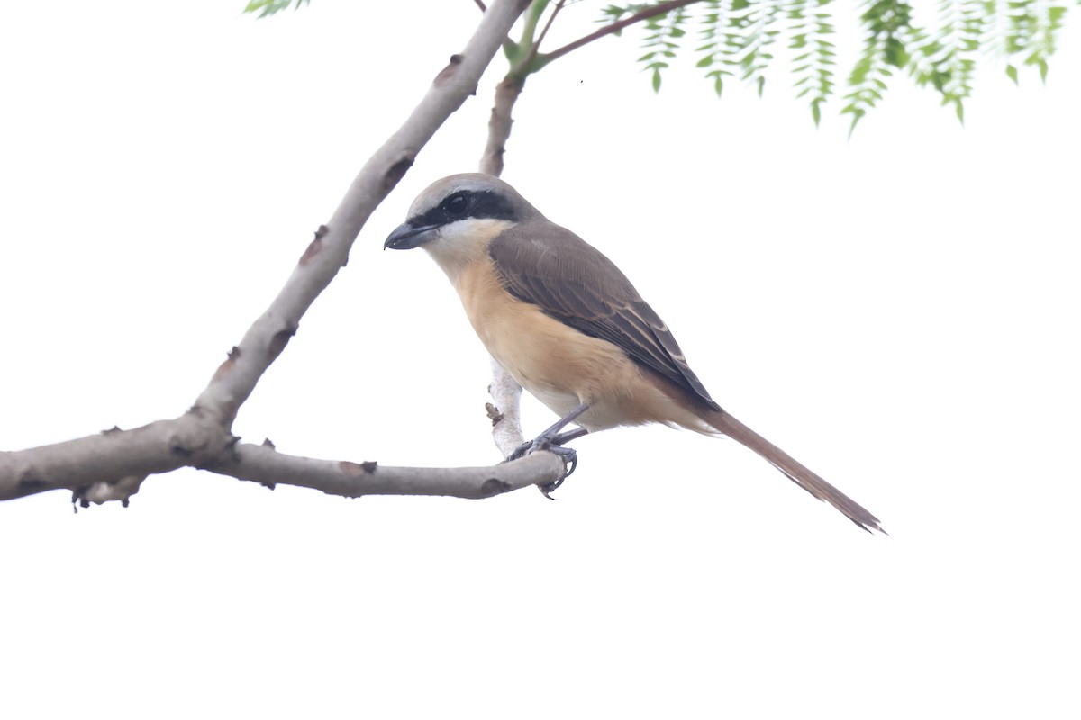 Brown Shrike - ML618070463