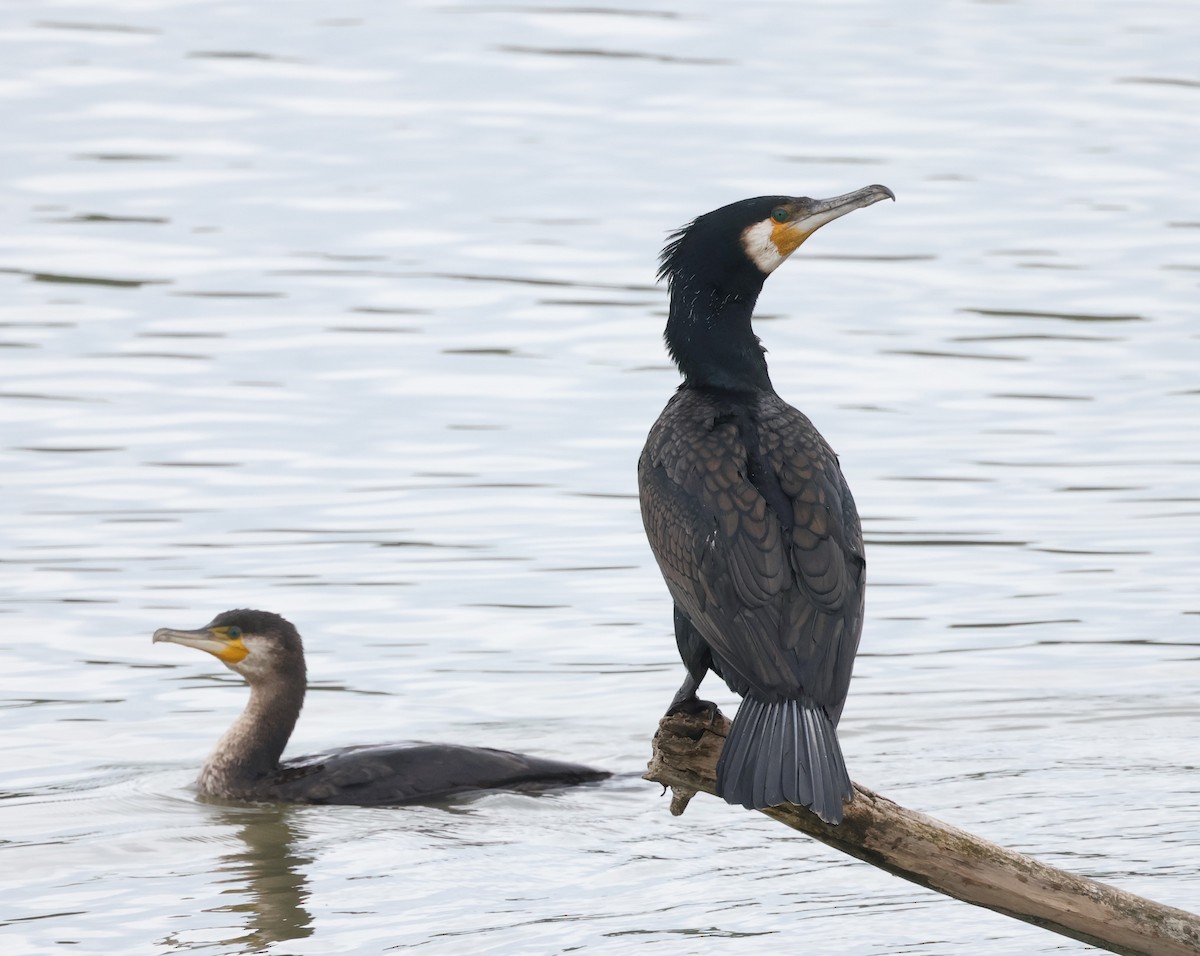 Great Cormorant - Mileta Čeković