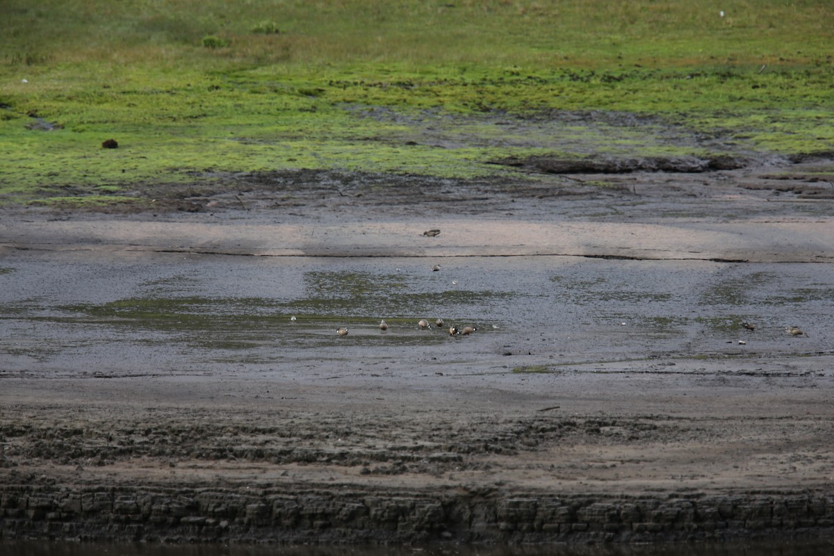 Blue-winged Teal - Desmond Allen