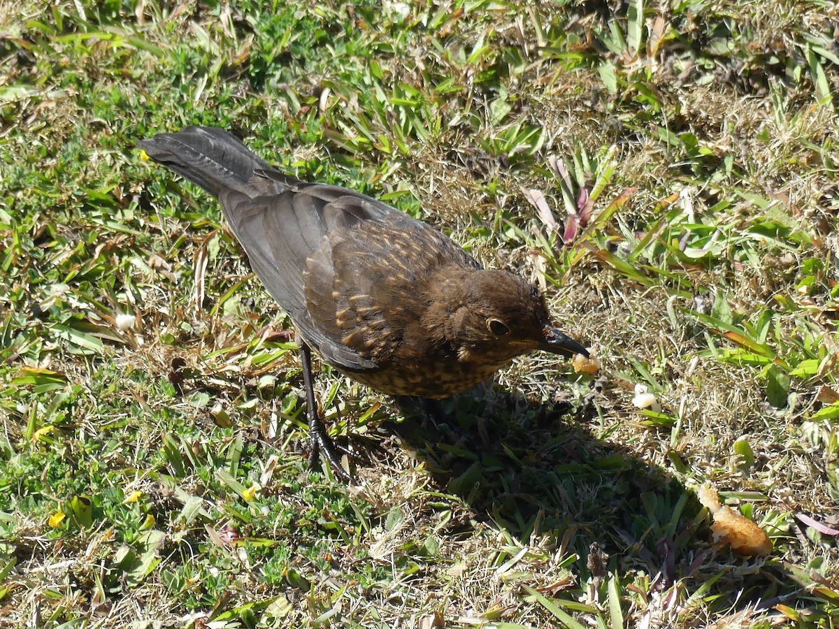 Eurasian Blackbird - ML618070481