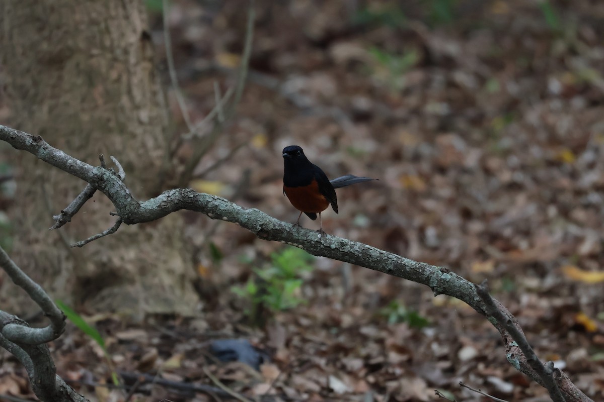 White-rumped Shama - ML618070484