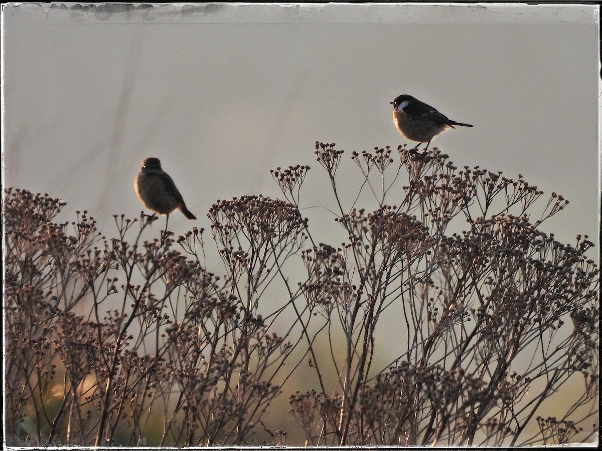 European Stonechat - ML618070487