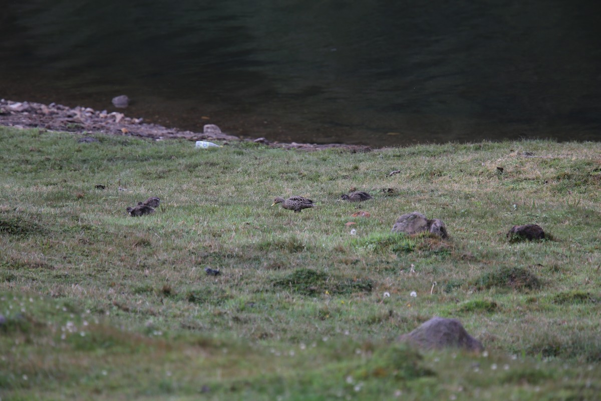 Yellow-billed Pintail - Desmond Allen