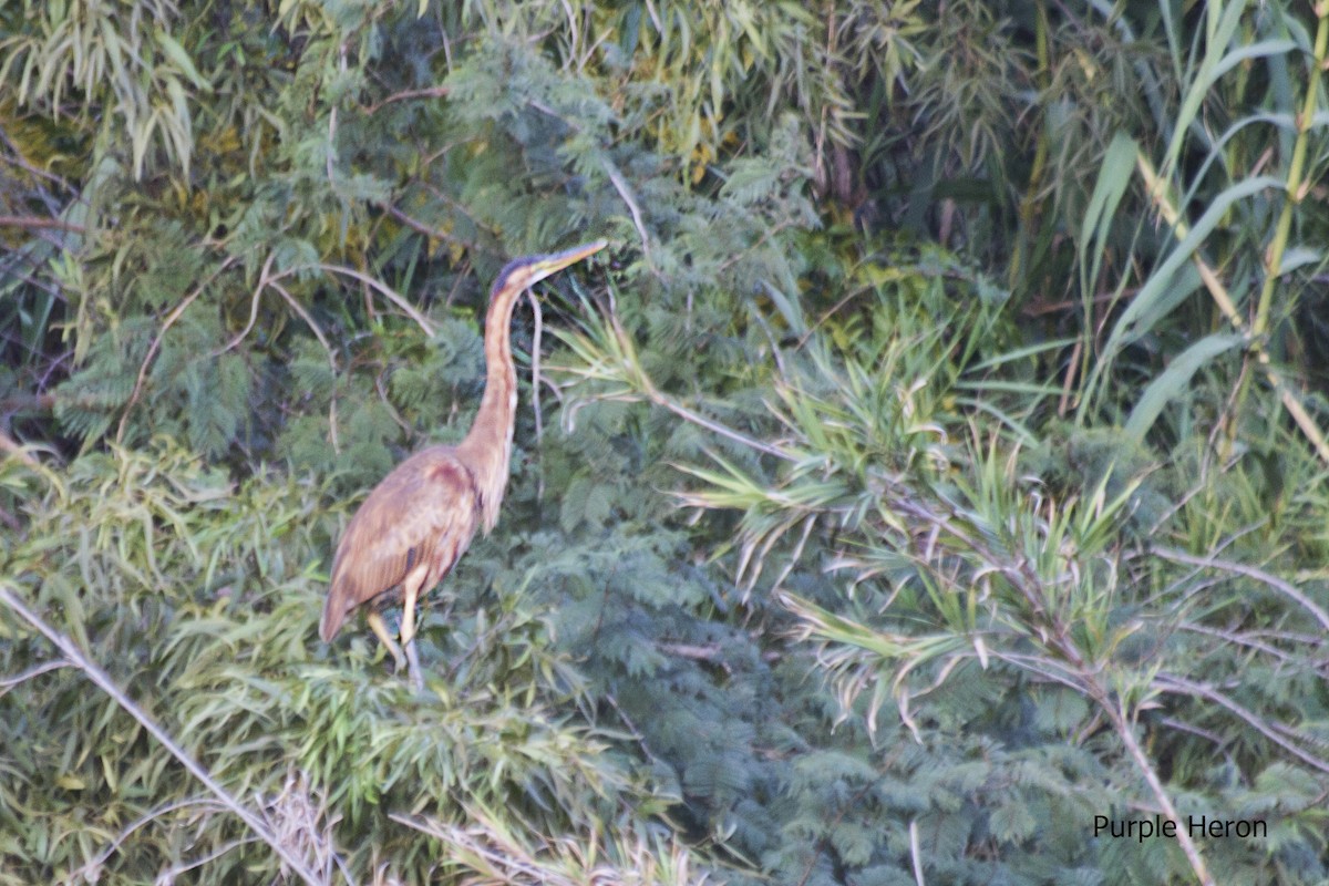 Purple Heron - Marcel Liebenberg