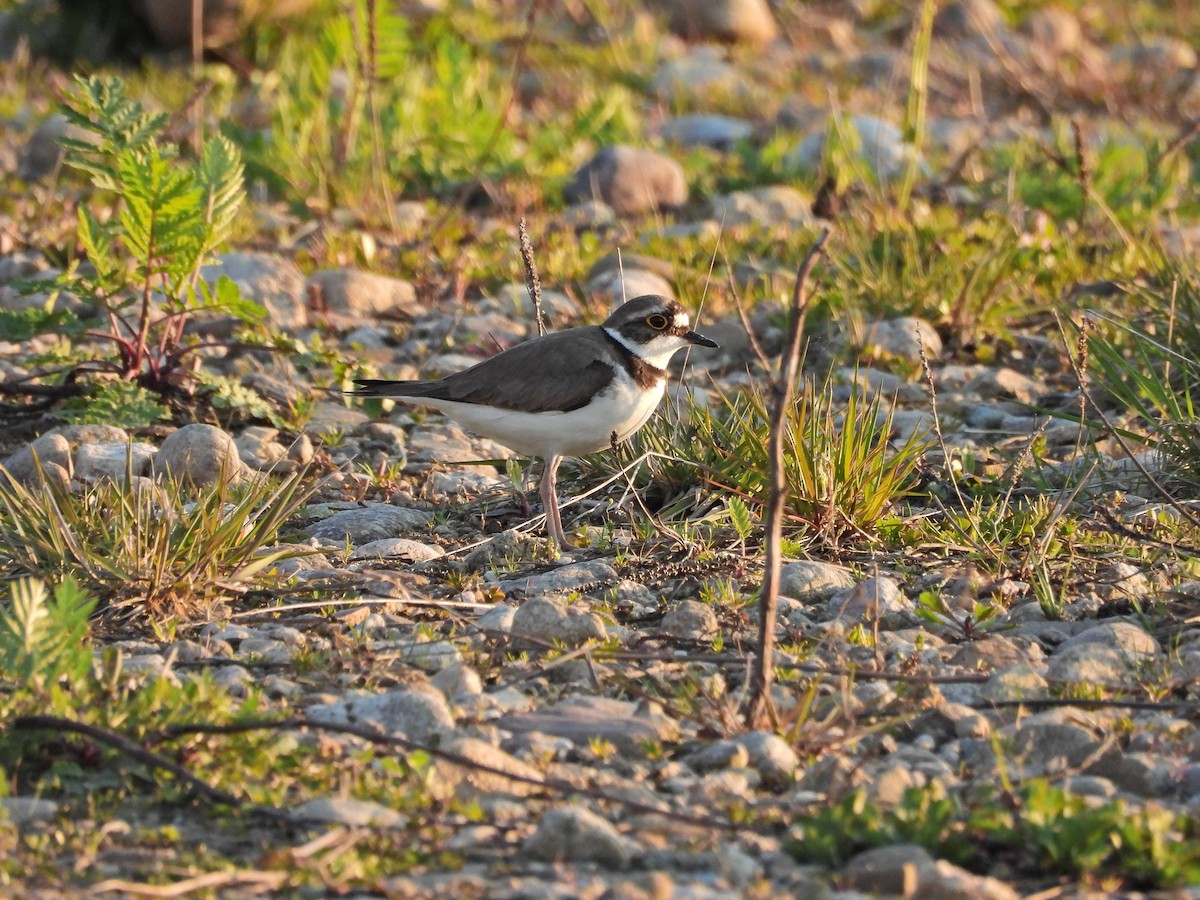 Little Ringed Plover - ML618070500