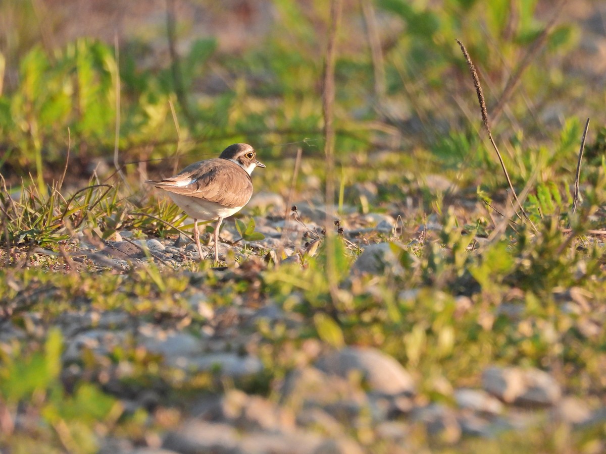 Little Ringed Plover - ML618070501