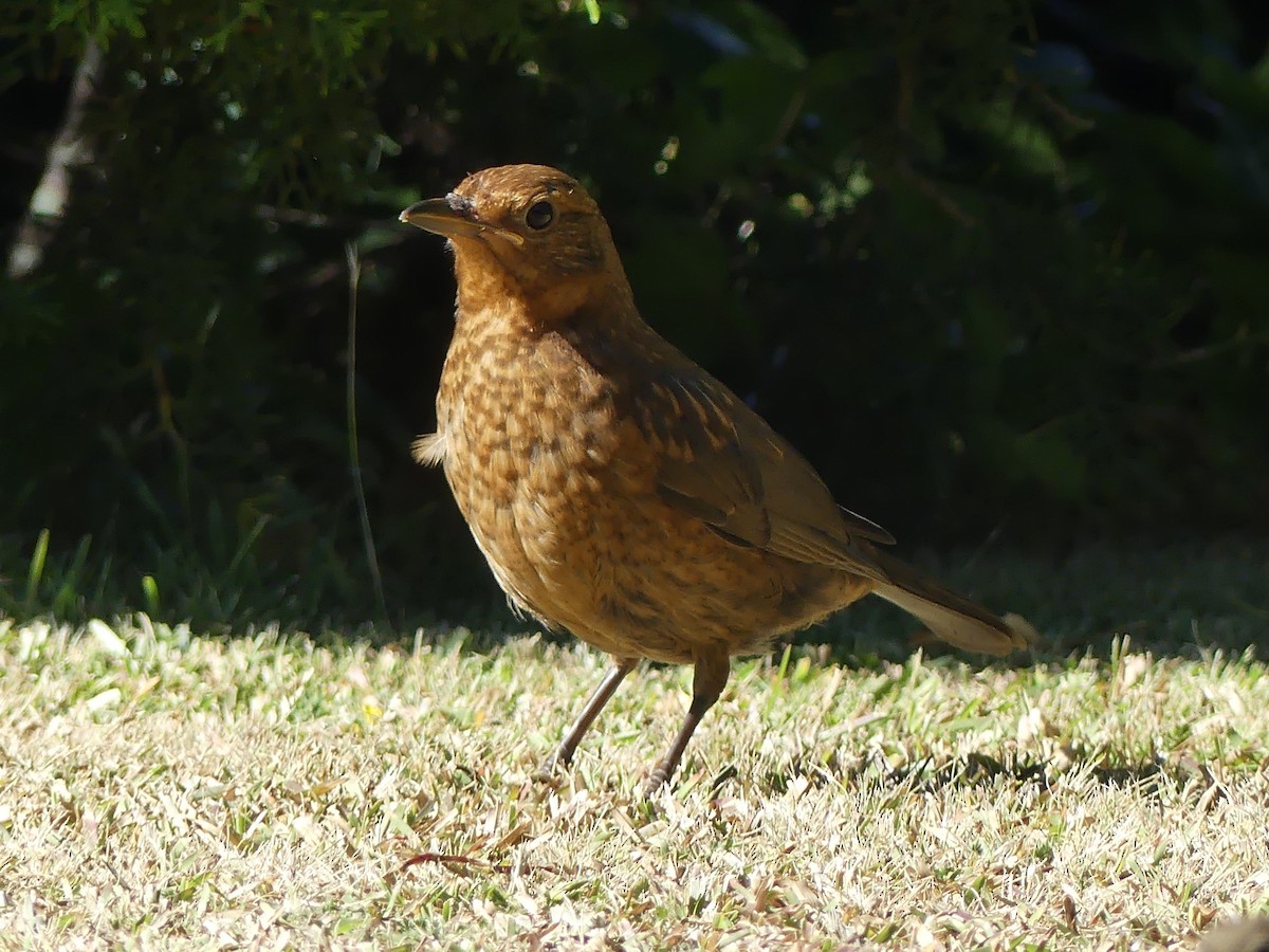 Eurasian Blackbird - Yvonne van Netten