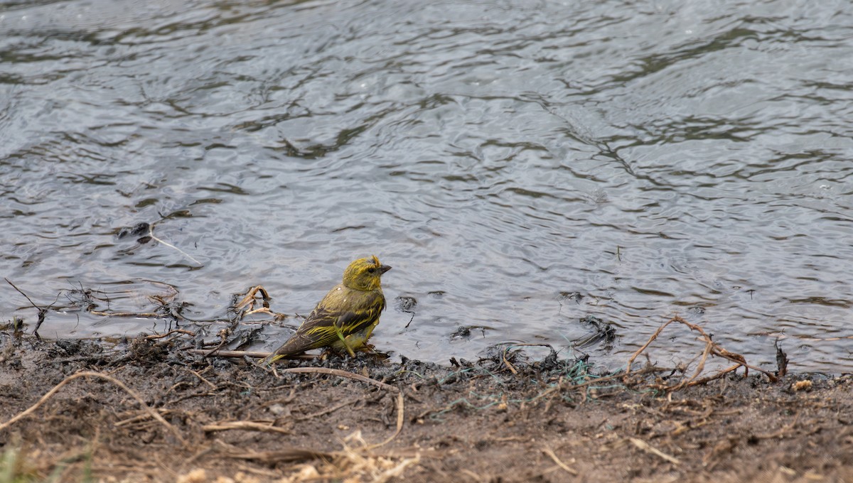 Yellow-crowned Canary - simon walkley