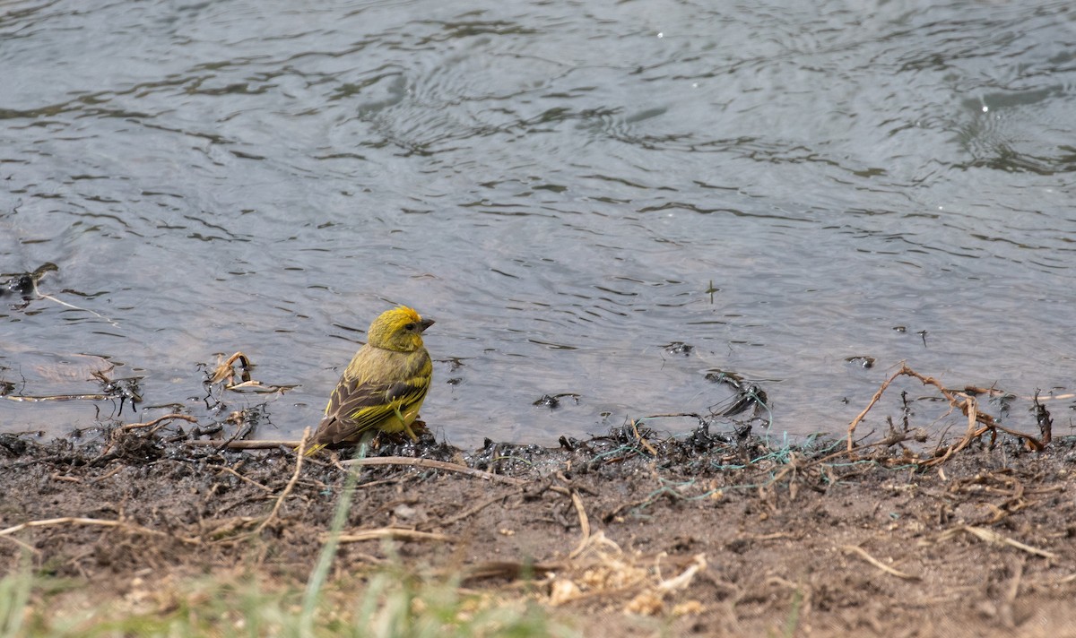 Serin à calotte jaune - ML618070507