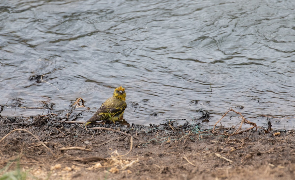 Serin à calotte jaune - ML618070508