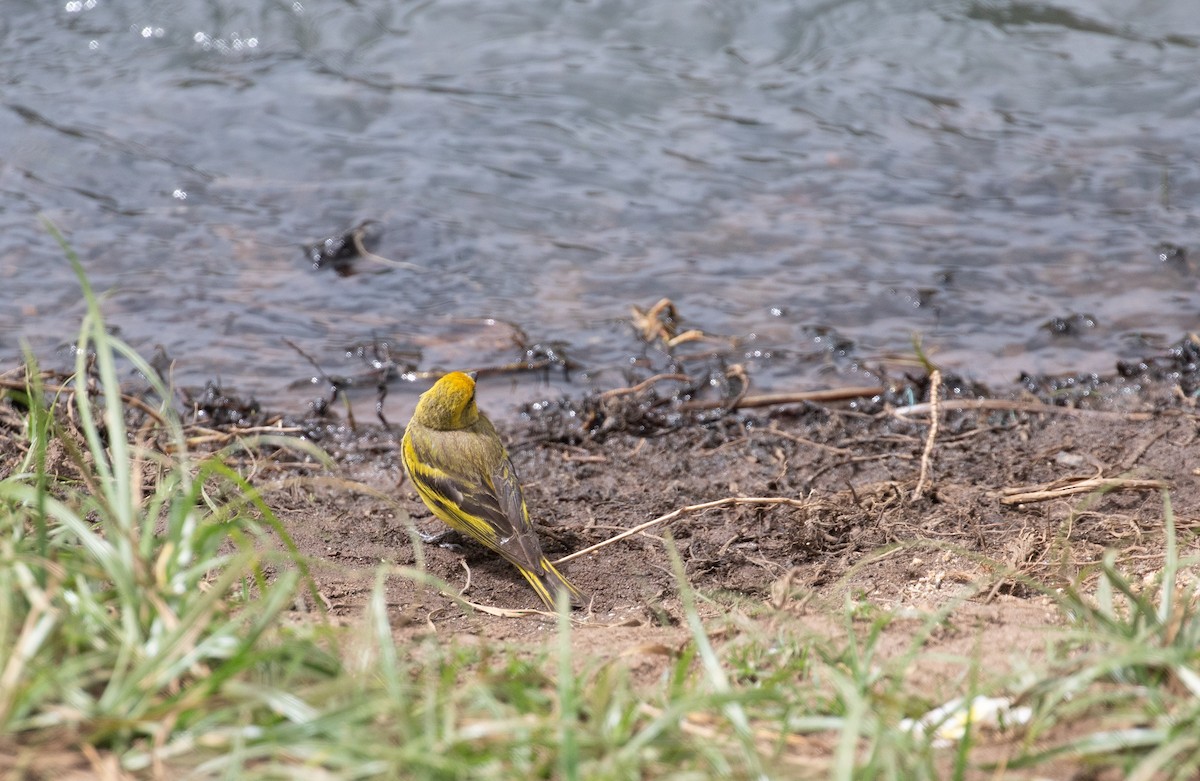 Serin à calotte jaune - ML618070509