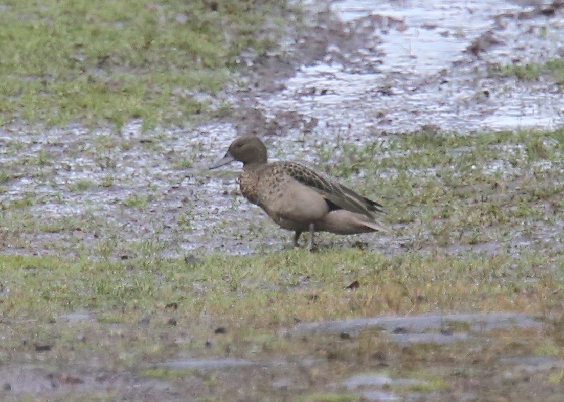 Andean Teal (Andean) - Desmond Allen