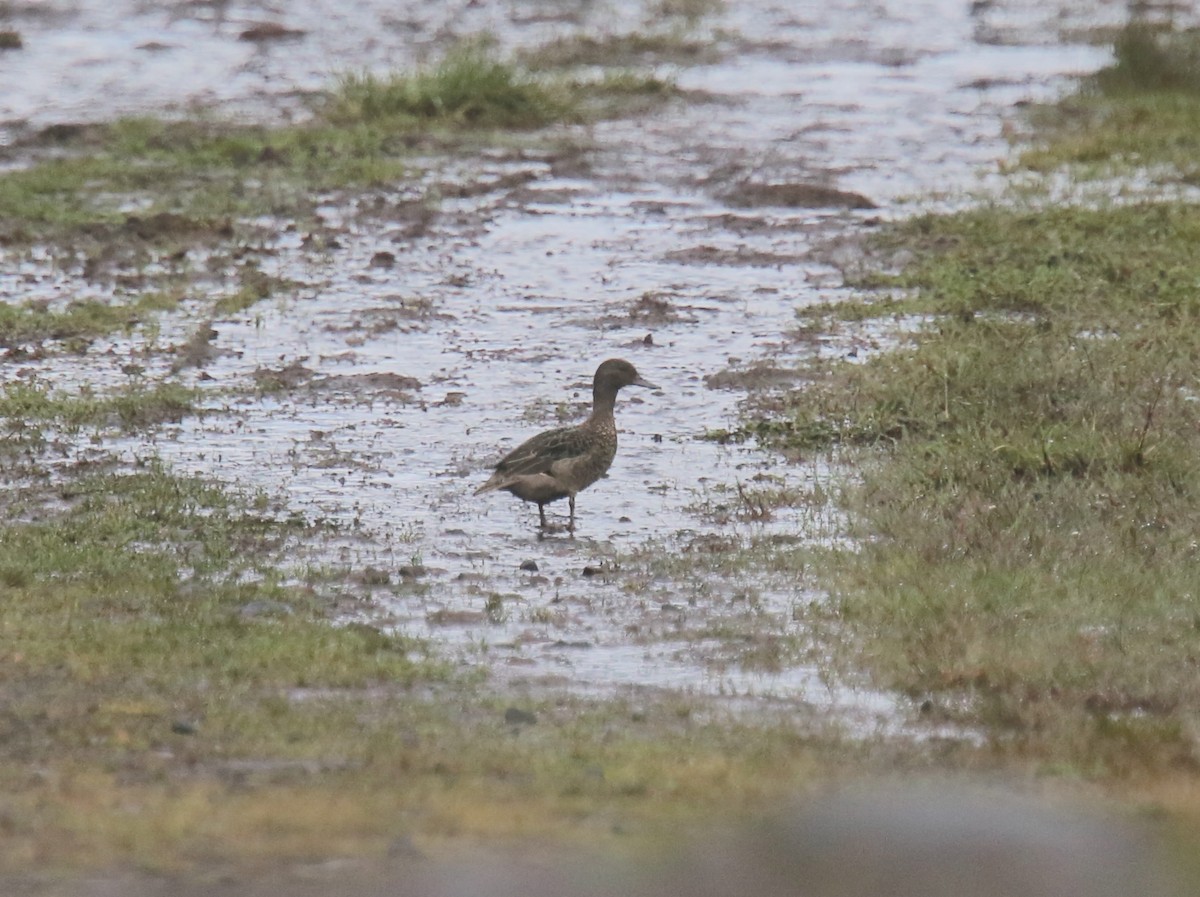 Andean Teal (Andean) - ML618070512