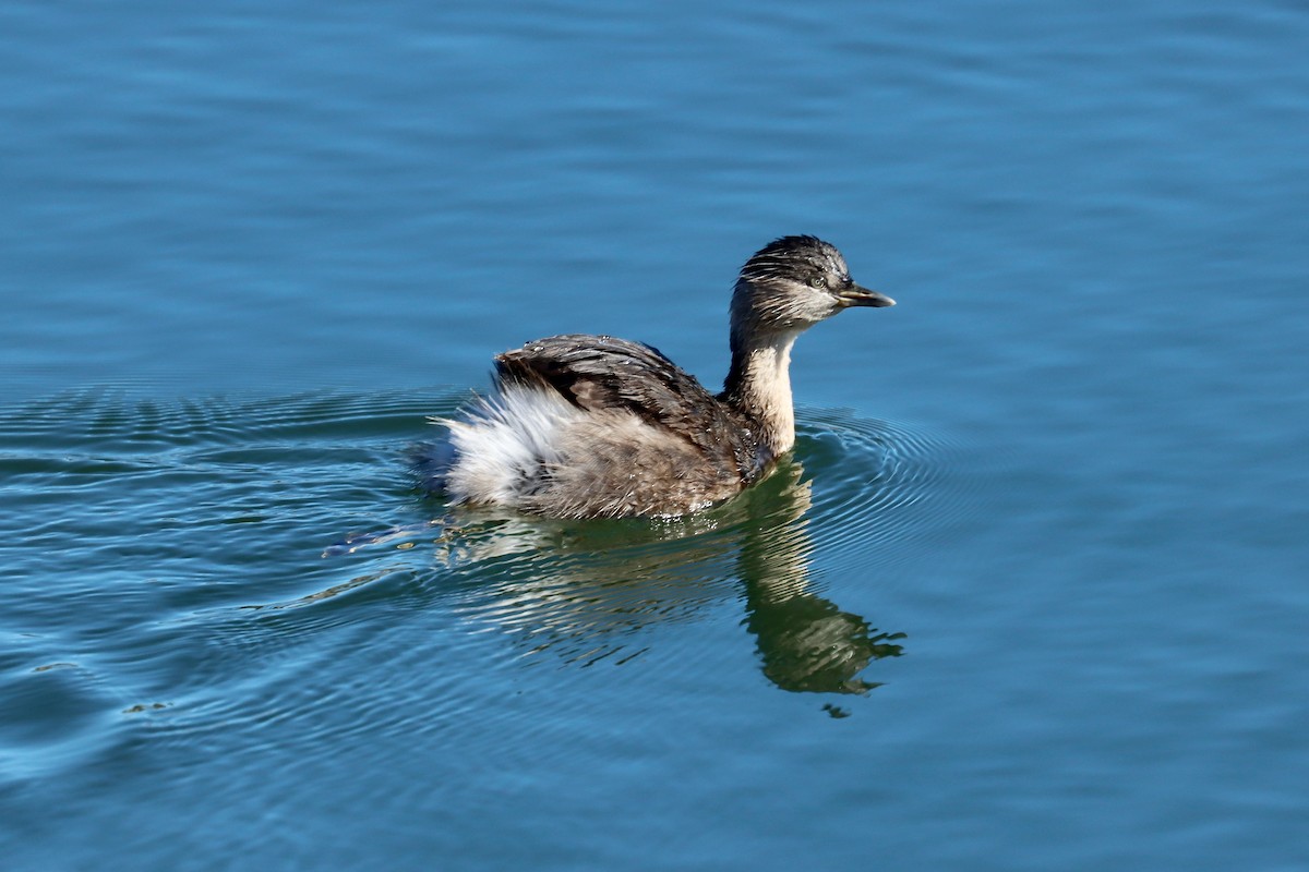 Hoary-headed Grebe - ML618070518