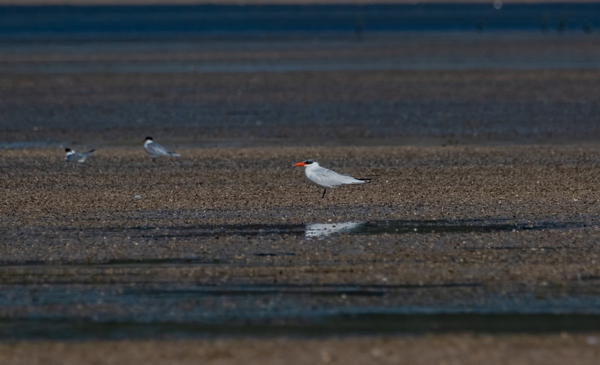 Caspian Tern - ML618070525