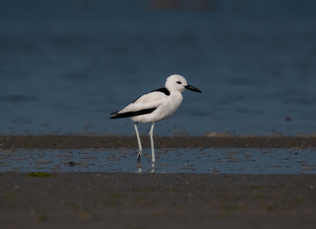 Crab-Plover - Arun Raghuraman