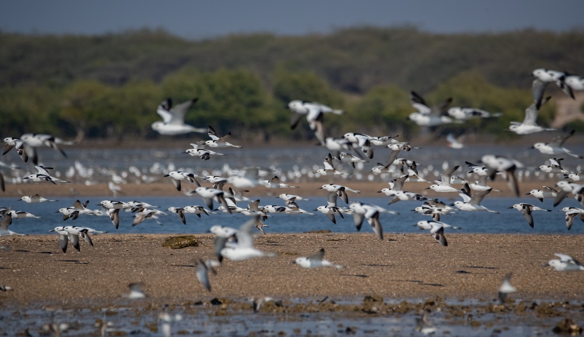 Crab-Plover - Arun Raghuraman