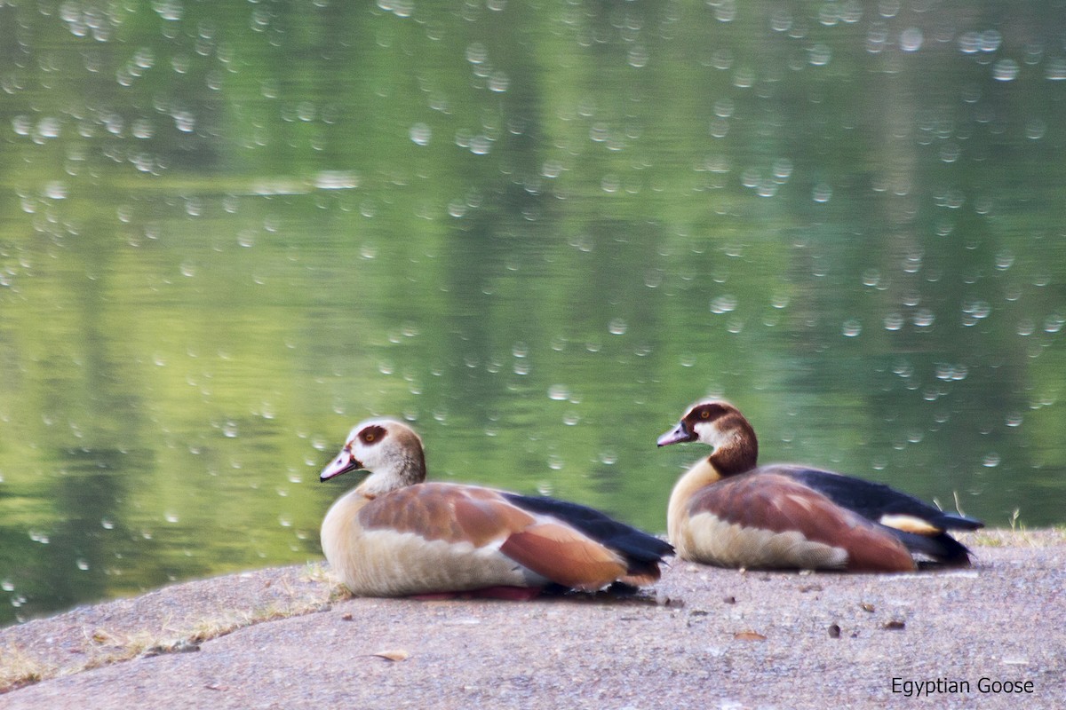 Egyptian Goose - ML618070542