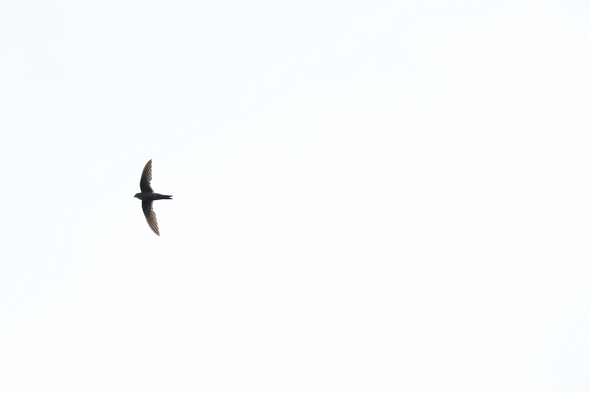 Pacific Swift - ML618070579