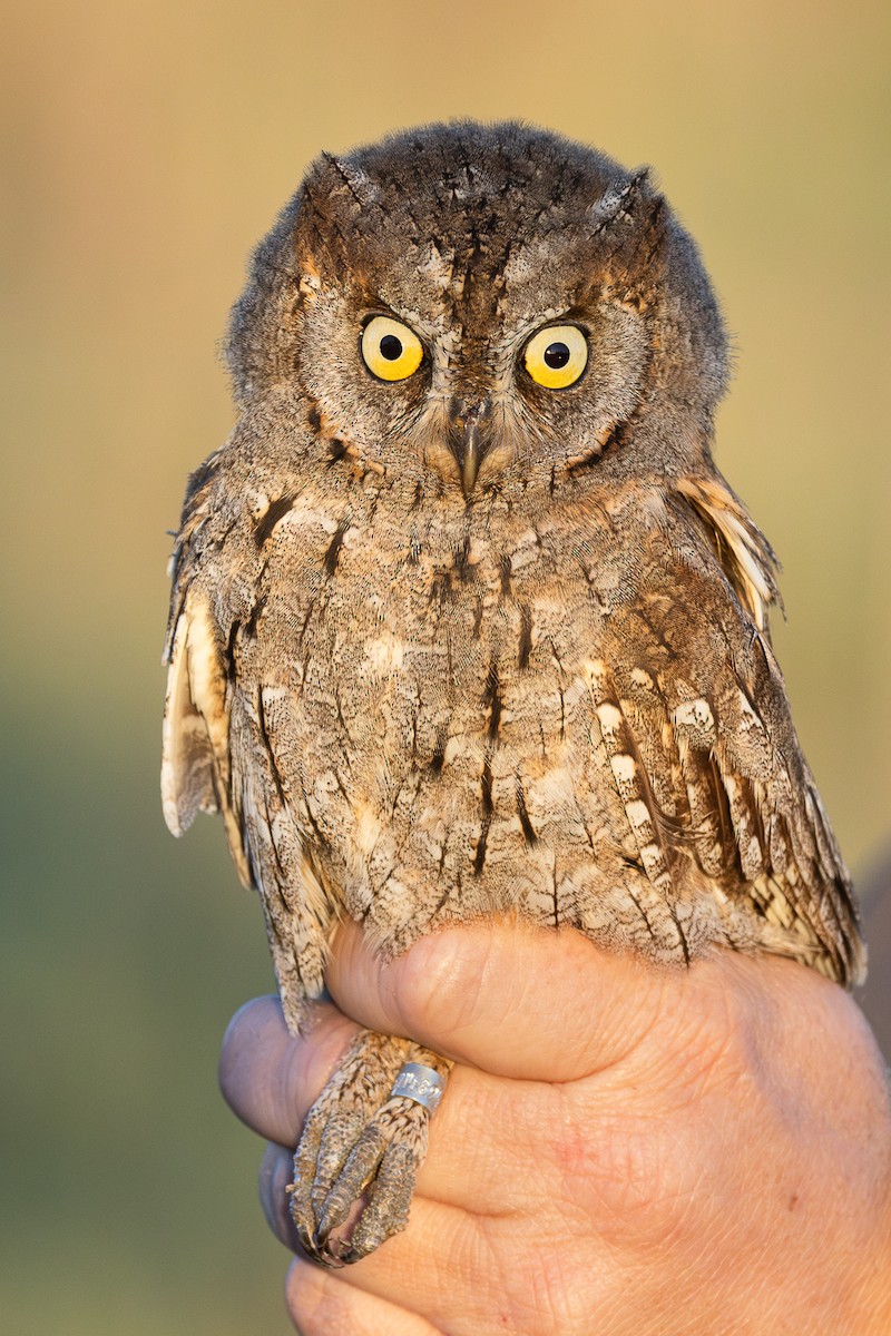Eurasian Scops-Owl - ML618070586