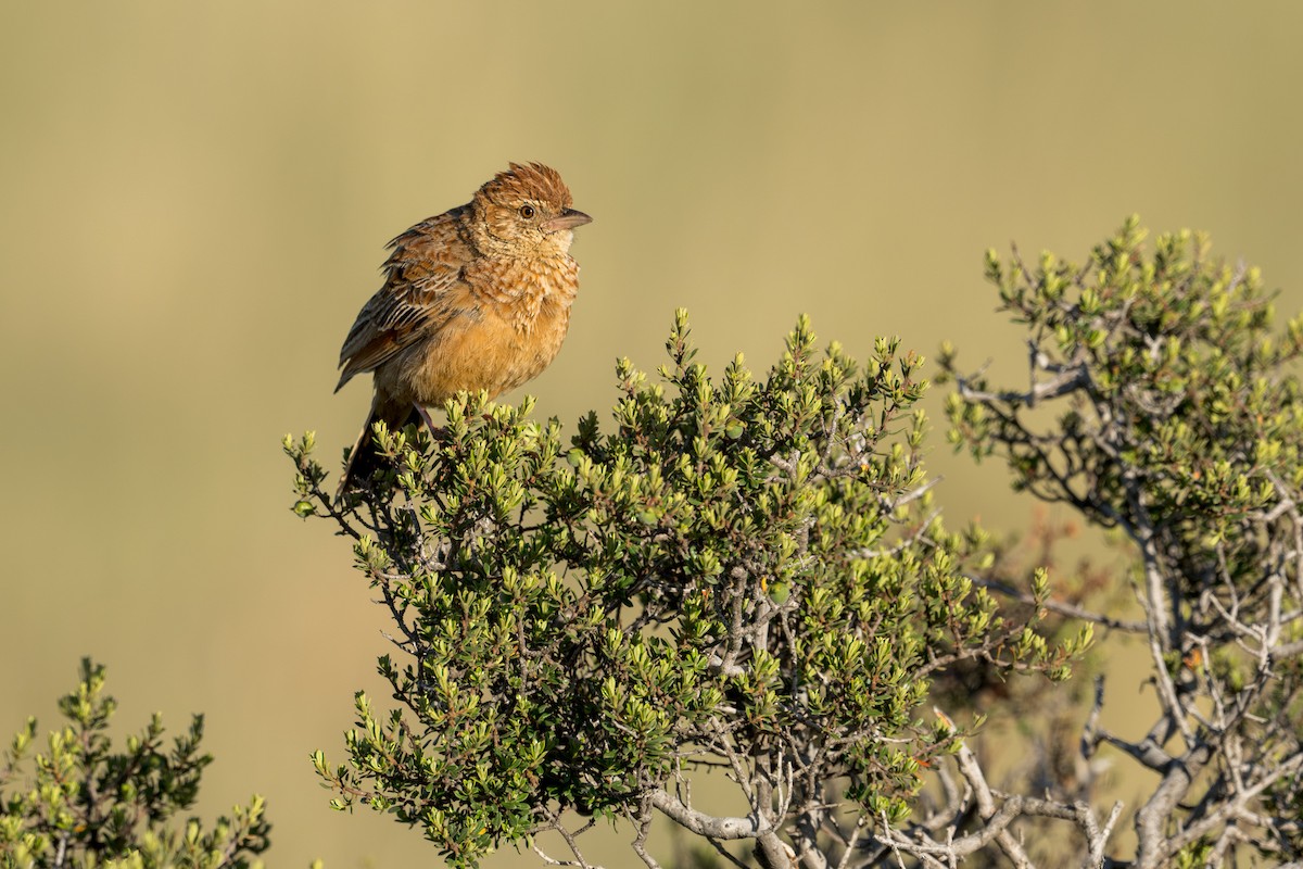 Eastern Clapper Lark - Heyn de Kock