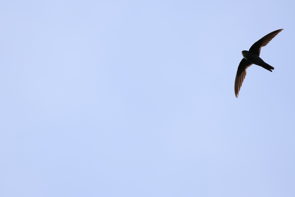 Pacific Swift - ML618070615