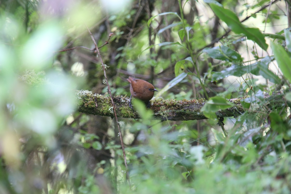 Rufous Wren - Desmond Allen