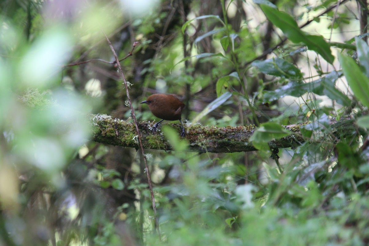 Rufous Wren - ML618070624