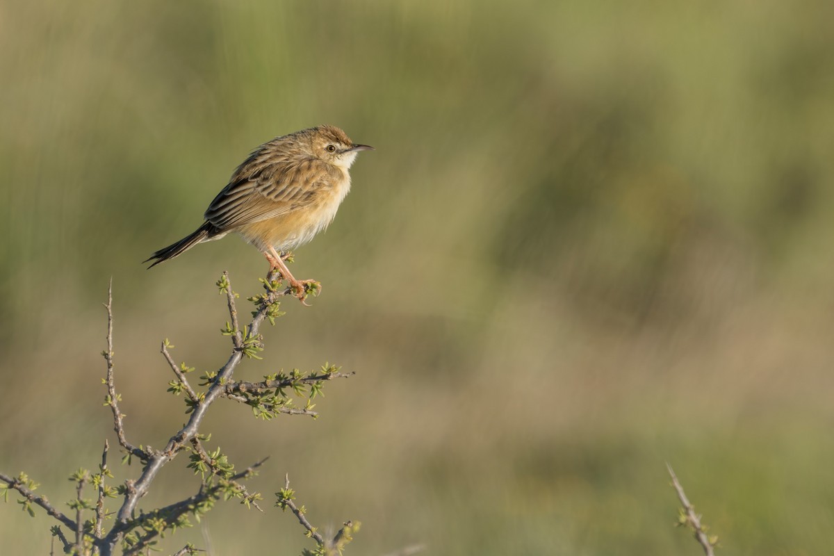 Cloud Cisticola - ML618070626