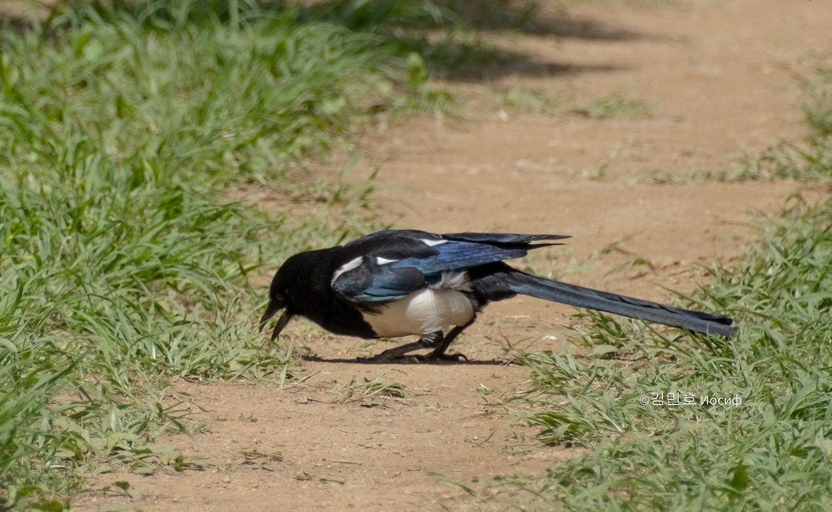 Oriental Magpie - Min-Ho Kim