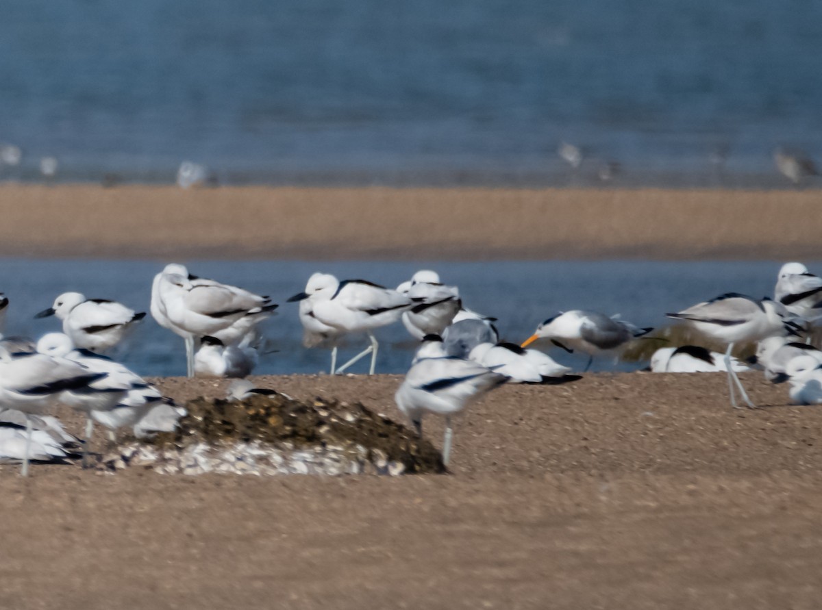 Little Tern - Arun Raghuraman