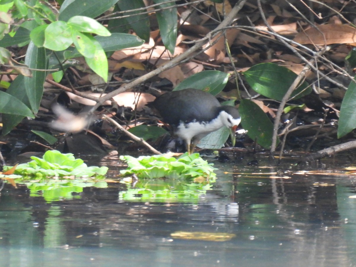 White-breasted Waterhen - Helen Erskine-Behr