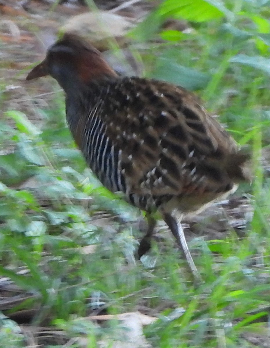 Buff-banded Rail - Suzanne Foley