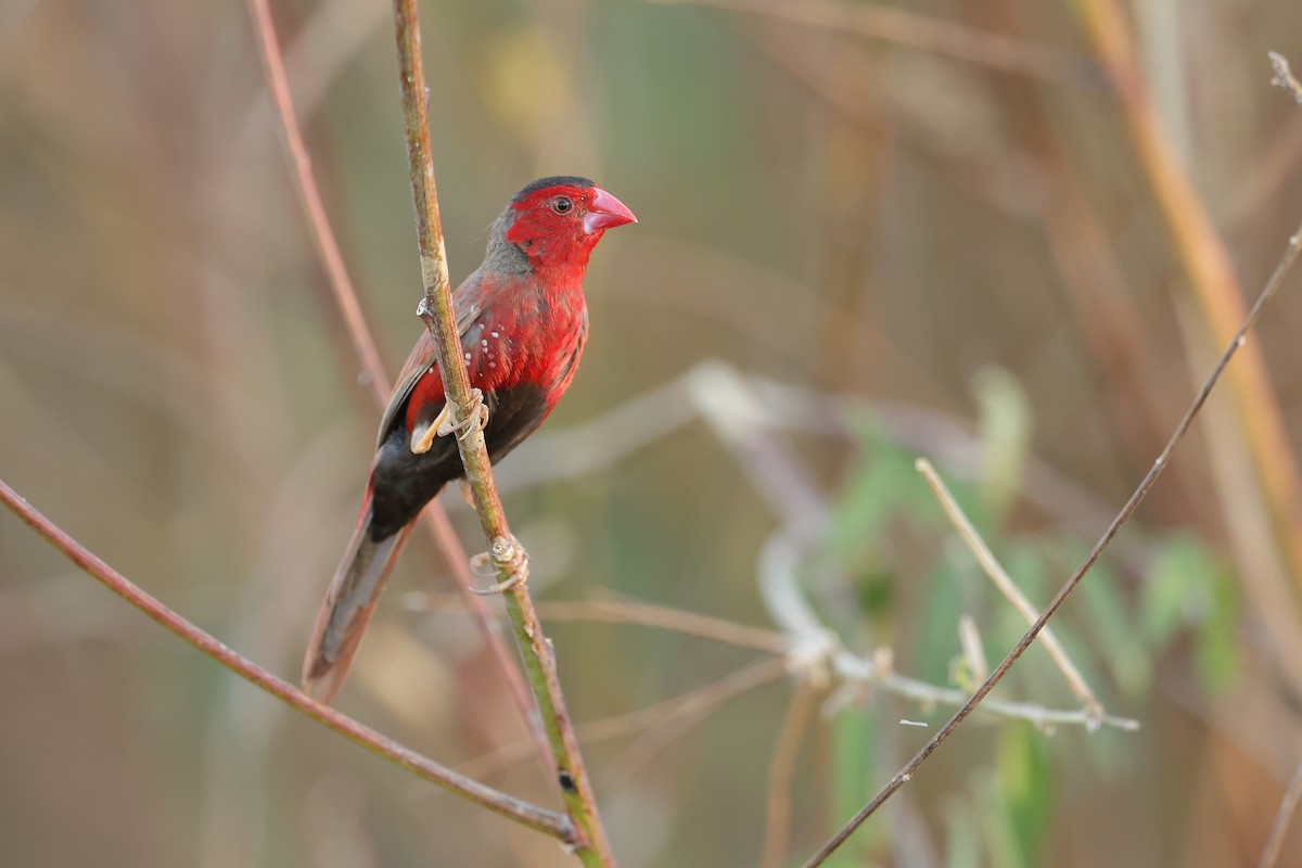 Crimson Finch (Black-bellied) - Marc Gardner