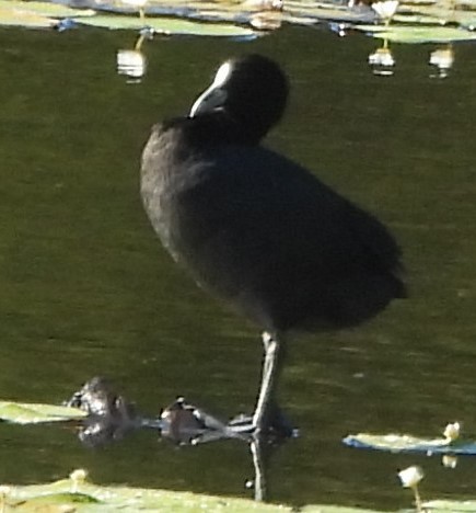 Eurasian Coot - ML618070727