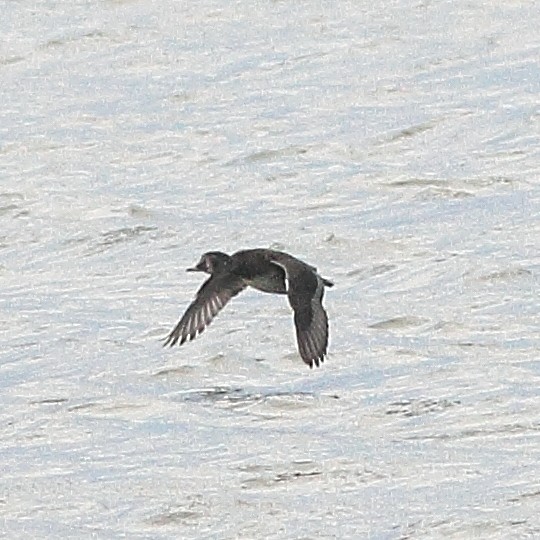 Ring-necked Duck - Chris Bradshaw