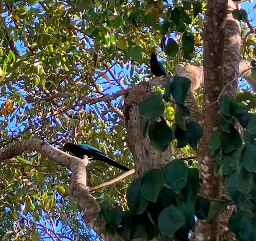 Yucatan Jay - Max Cornejo Rodriguez