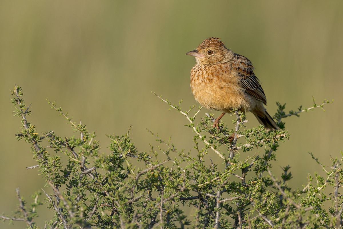 Eastern Clapper Lark - Heyn de Kock