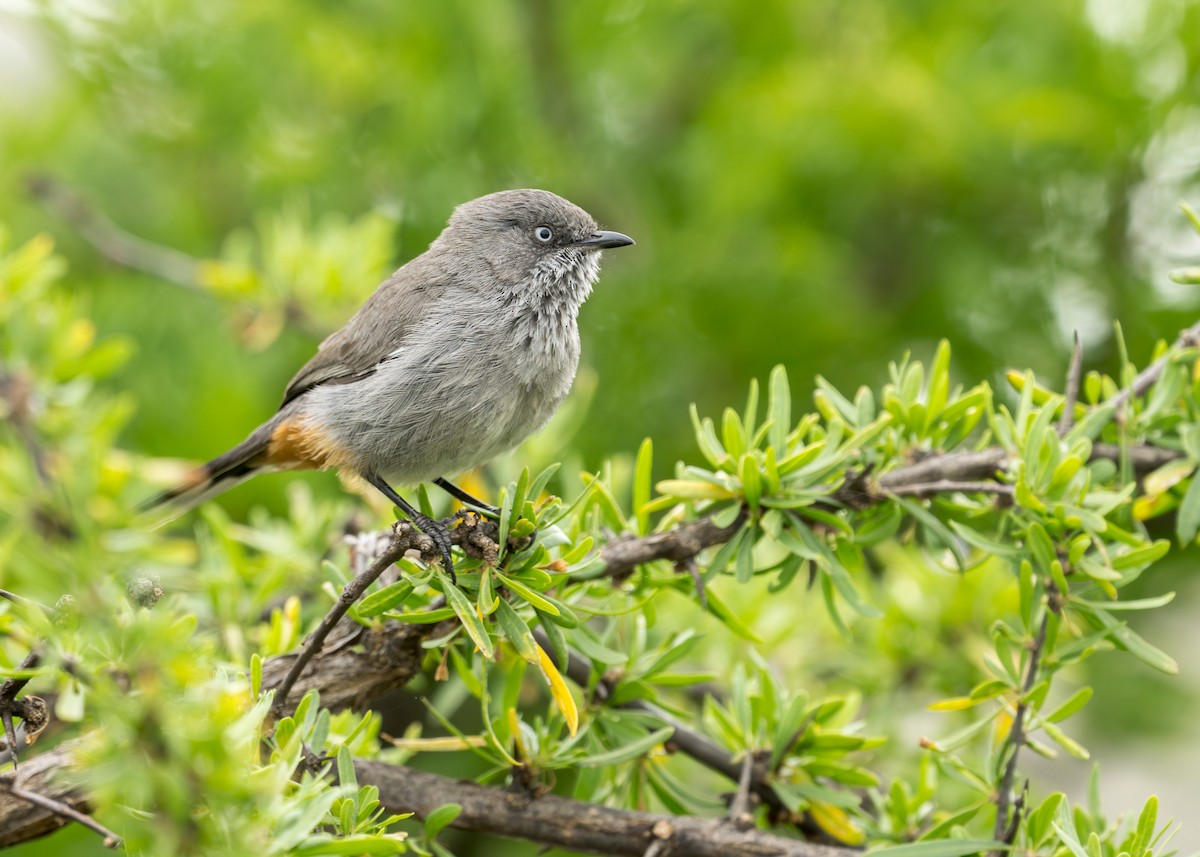 Chestnut-vented Warbler - Heyn de Kock